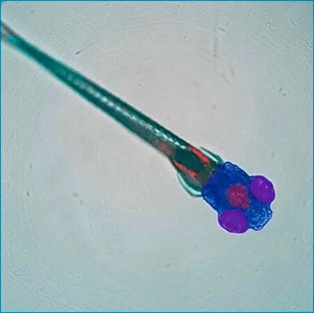 Image analysis software IN Carta