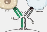 Multispecific antibody production solutions