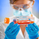 Cross-species comparison of drug handling with near-physiological kidney transporter model