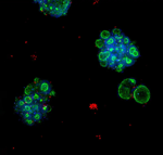 3D Organoid Expansion Service