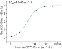 ADC target antigens in solid tumors