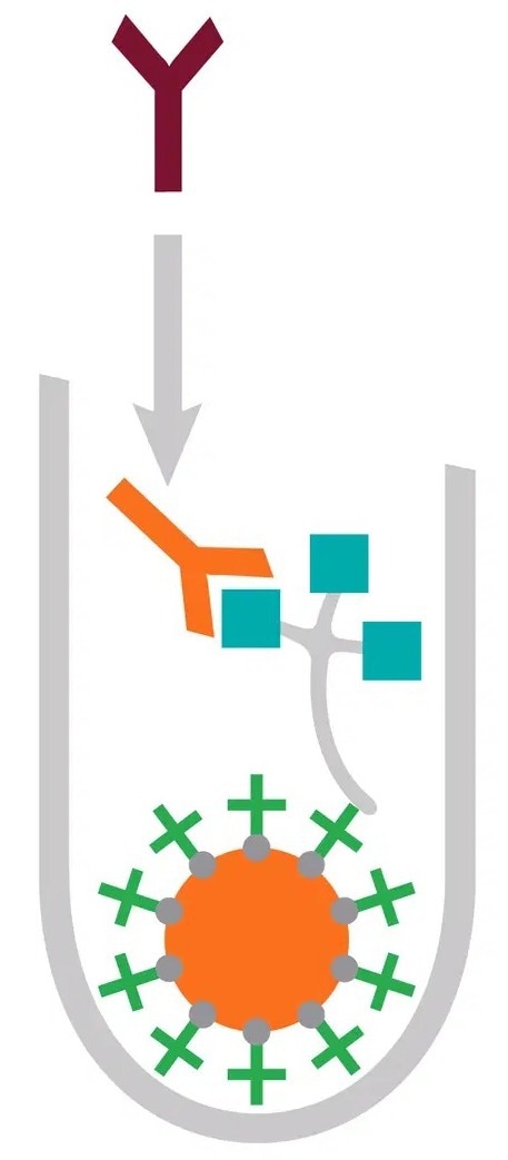 The IMMULITE® 2000/XPi 3gAllergy™–Allergen-specific IgE assay