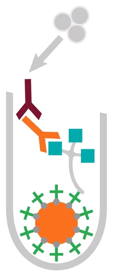 The IMMULITE® 2000/XPi 3gAllergy™–Allergen-specific IgE assay