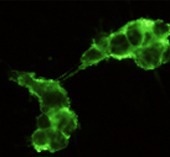 Induced pluripotent stem cell (iPSC) cytokines