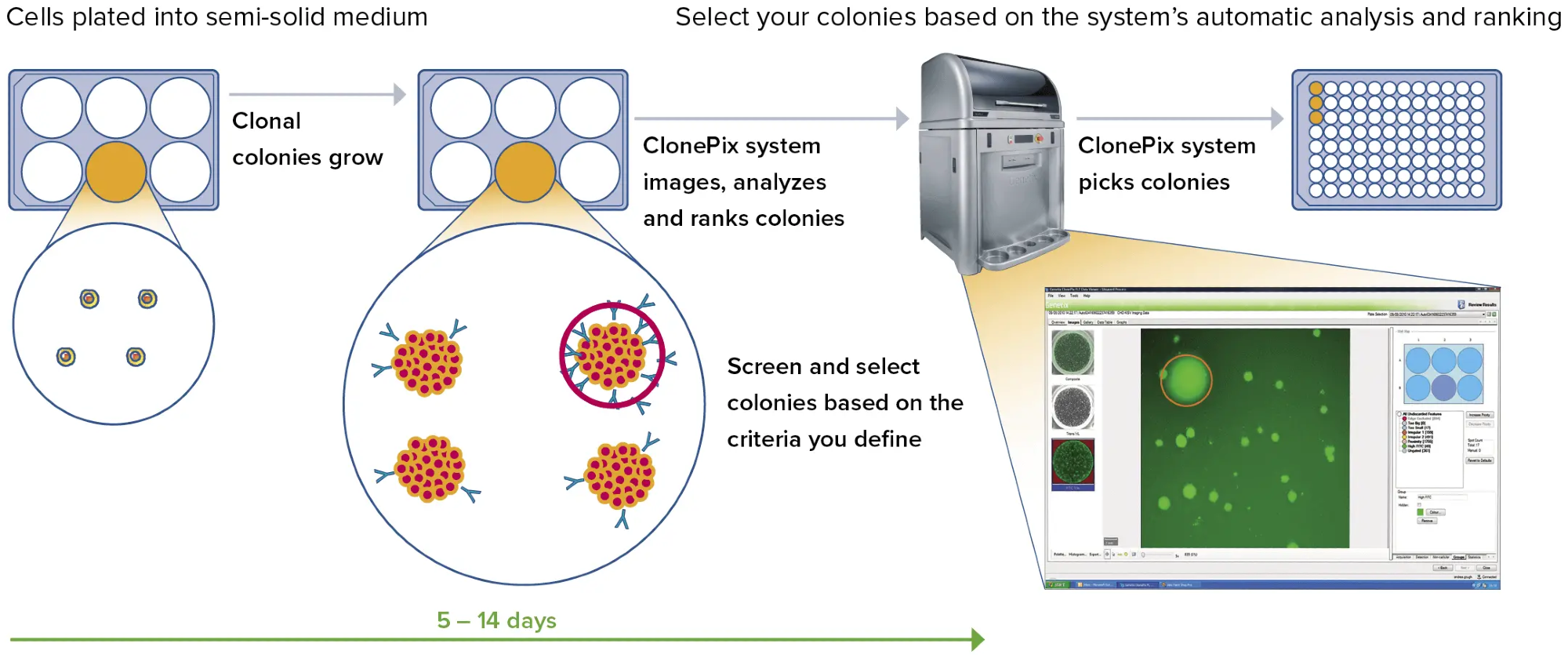 Complete automated screening using the ClonePix 2 Mammalian Colony Picker