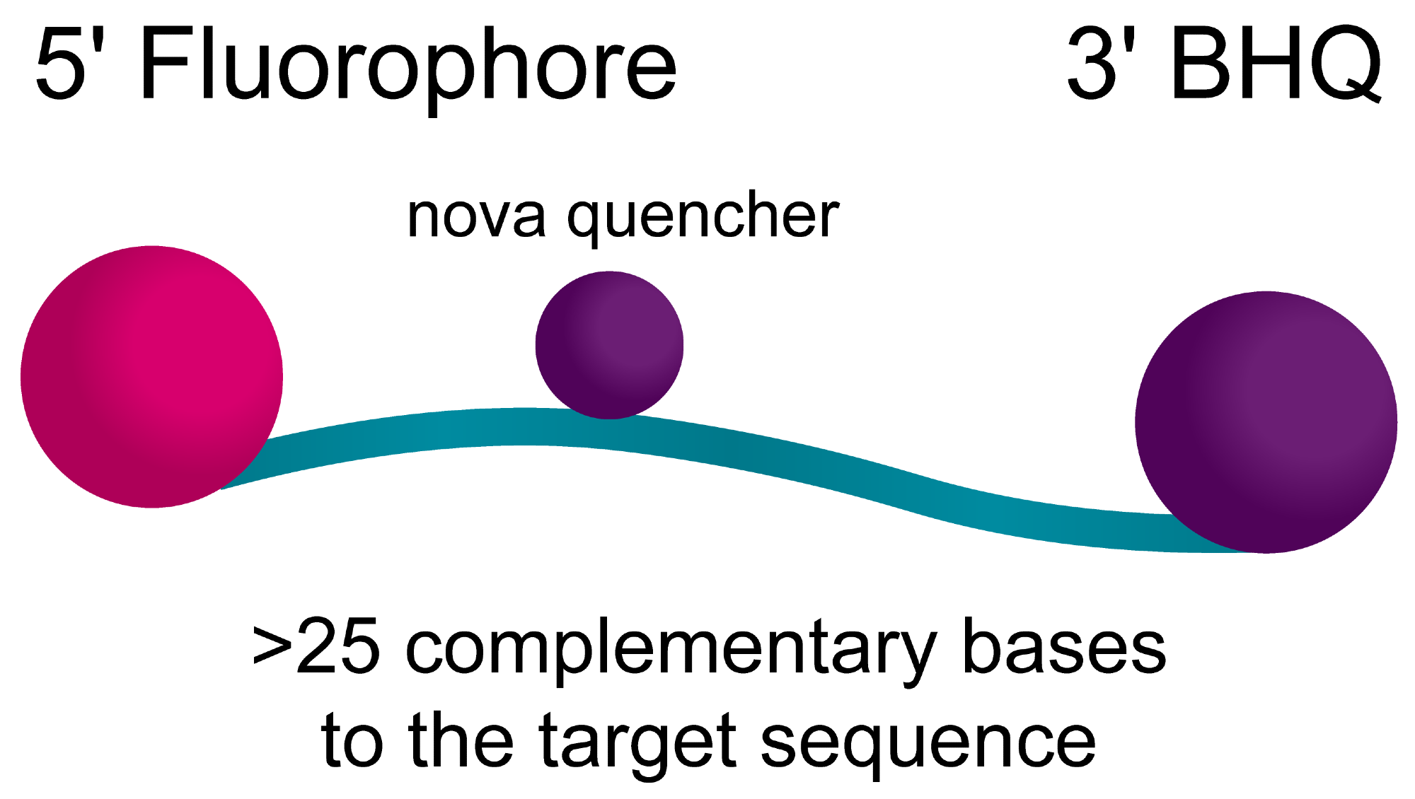 BHQnova™: Custom DNA probes for qPCR