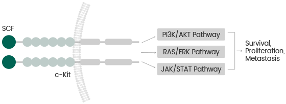 SCF/c-Kit signaling axis: Regulating cancer stemness