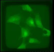 Discover CellRaft AIR® System to maintain cells in an unperturbed state