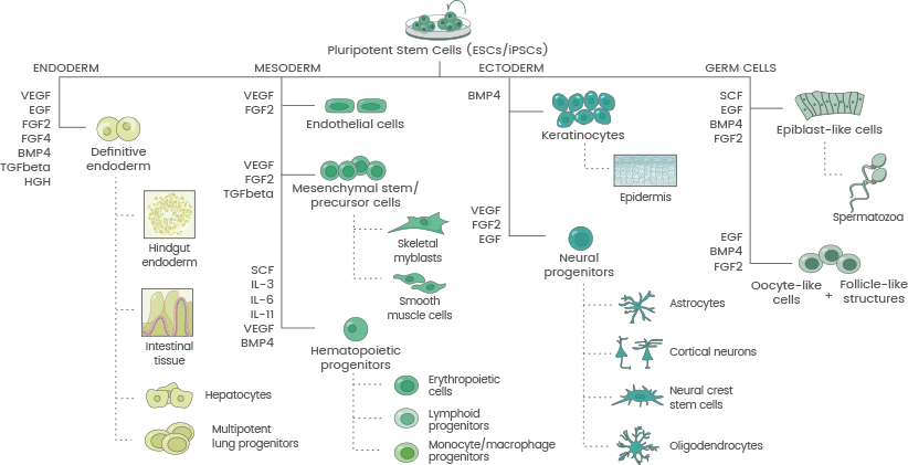 Cytokine mapping in stem cell research.