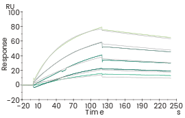 Affinity kinetic analysis of Parental VHH (Biacore).