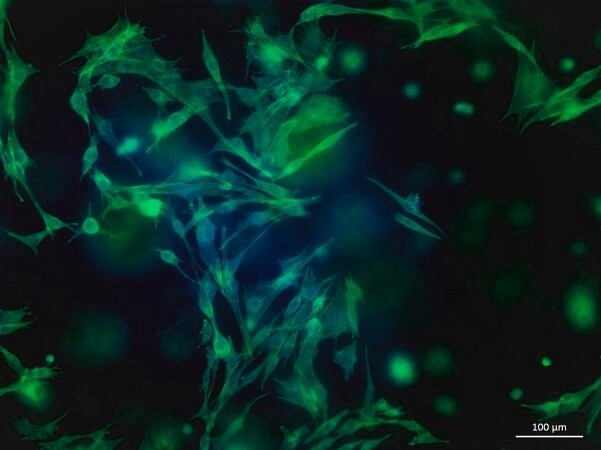 TissueFab®–GelMA-Vis for 3D bioprinting applications