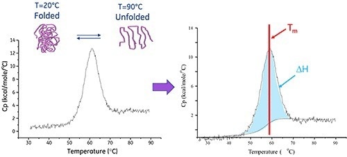 Protein stability analysis with the MicroCal PEAQ-DSC system