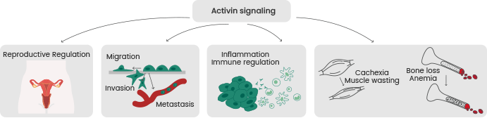 Activins and inhibins for regulation of reproductive physiology