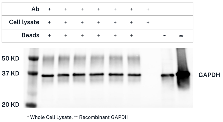 High efficiency and consistent coefficient of variation (CV) across samples for isolation of recombinant GAPDH on the Opentrons Flex.
