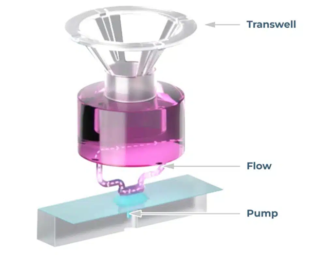 PhysioMimix® Barrier Plate for physiologically relevant barrier models