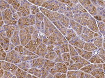Immunochemical staining of mouse KLK1 in mouse pancreas.