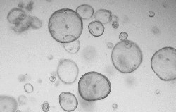 Human cholangiocarcinomas organoids were cultured with FGF2 (Cat#: 10014-HNAE), HGF (Cat#: 10463-HNAS), FGF7 (Cat#: 10210-H07E), EGF (Cat#: 50482-MNCH), FGF10 (Cat#: 10573-HNAE), NOG (Cat#: 50688-M02H), and RSPO1 (Cat#: 11083-HNAS).