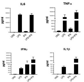 Cytokine release from fresh axoCells Microglia following 24 hours stimulation with LPS, INFy, or both (n = 3). UNS = unstimulated. The expected pattern of cytokine release demonstrates functional relevance.