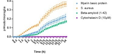 axoCells Microglia were thawed and matured for seven days before addition of pHrodo labelled bait. Baits were added to the cells and phagocytosis monitored over 24 hours using an IncuCyte S3, showing a steady increase over time. Cytochalasin D (10 µM) was used as a negative control and showed complete inhibition of phagocytosis.