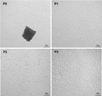 P0 denotes the primary cell, while P1, P2, and P3 correspond to the first, second, and third generation cells, respectively.