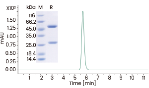 >95% as determined by SDS-PAGE and SEC-HPLC.