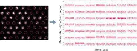 Optimizing cell imaging processes with CellPathfinder
