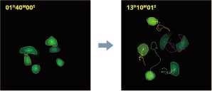 Optimizing cell imaging processes with CellPathfinder