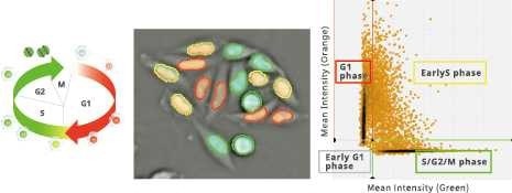 Optimizing cell imaging processes with CellPathfinder