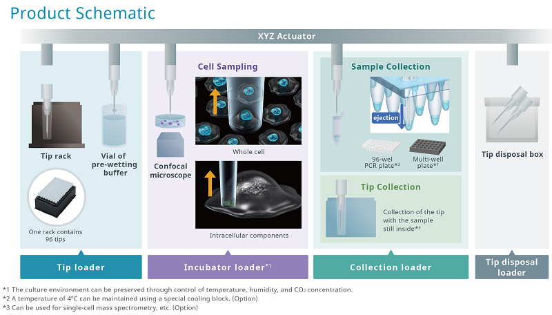 Live-cell imaging with the SS2000 confocal microscope