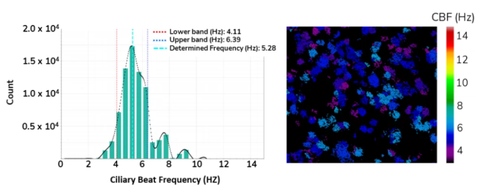 Sensitive, high-resolution readouts from CiliaBeat software – ciliary beat frequency histogram depicting the average frequency and heatmap showing cilia distribution with color-coded frequency