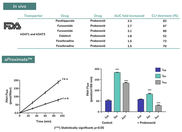 A reliable model to assess drug/drug interactions (DDI). In vivo renal clearance of drugs is reduced by the OAT inhibitor probenecid (upper panel). A similar effect is observed in vitro using the aProximate™ model (bottom panel)