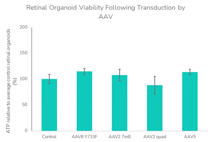 (B) Retinal organoid viability following transduction by AAV. ATP assay was assessed as an indicator of viability at 27 days post-transduction with AAV vectors. Data analyzed using a one-way analysis of variance indicated no significant influence of AAV treatment on ATP levels and viability (F=1.107, P =0.3908) relative to control retinal organoids. Image To enable quick assessment of novel retinal gene therapy vectors, these investigations can be conducted in both our retinal organoids and RPE in vitro models