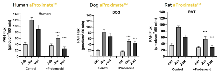 Cross-species comparison of PAH drug handling in human, dog, and rat aProximate™ proximal tubule cells. Apical to basolateral flux (JAB), basolateral to apical flux (JBA) and net flux (JNet) suggest a net secretion of PAH in human, dog, and rat aProximate™