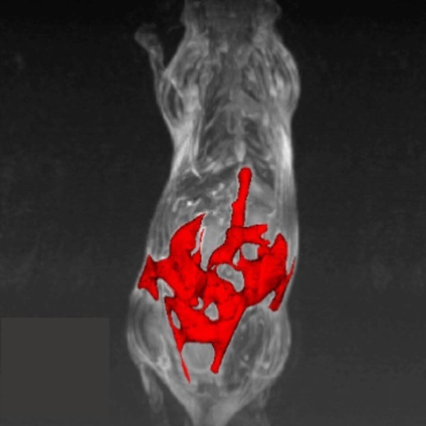 Maximum intensity projection show visceral fat segmentation from T1-weighted images of mouse abdomen.