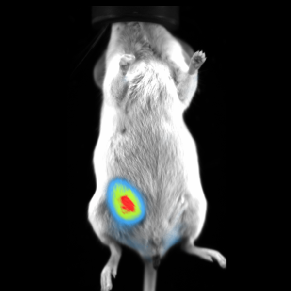 BLI Imaging of Orthotropic Mammary Fat Pad Tumor in Mouse