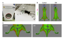 iNSiGHT DXA for preclinical research