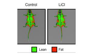 iNSiGHT DXA for preclinical research