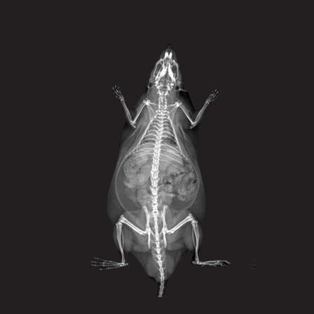 X-Ray Attenuation Image - Rat.