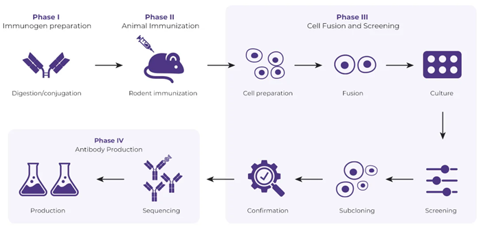 Anti-idiotype antibody solutions for immunoassay development