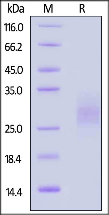 GMP compliant SCF protein
