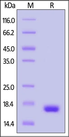 GMP-compliant human IL-21 protein