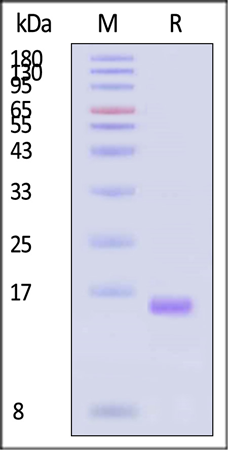 Recombinant GMP-grade human IL-2 protein