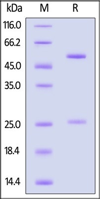 GMP-grade monoclonal anti-human CD28 antibody