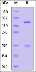 ACROBiosystem's GMP Monoclonal Anti-Human CD3 Antibody (OKT3)