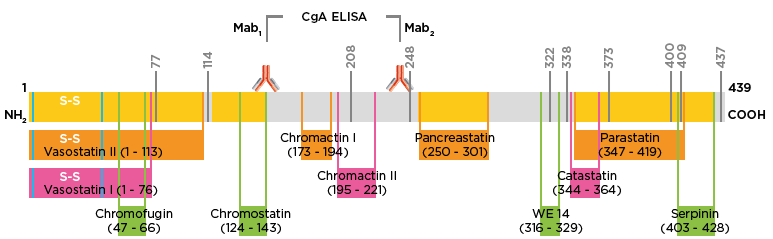 Human CgA molecule sequence
