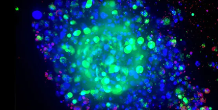 3D Organoid Expansion Service