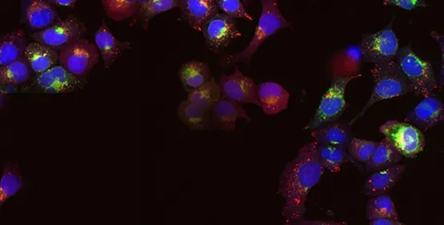 3D Organoid Expansion Service