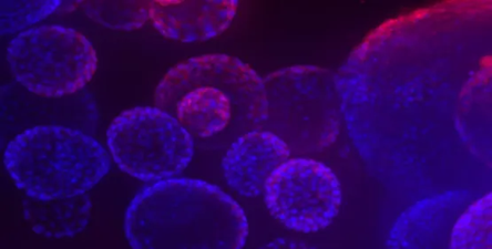 3D Organoid Expansion Service
