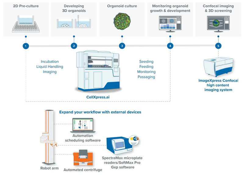 Automated cell culture with CellXpress.ai™