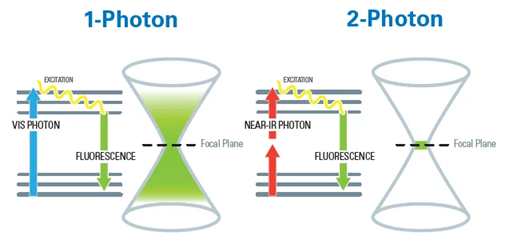 How the Ultima 2Pplus is redefining deep tissue imaging in neuroscience